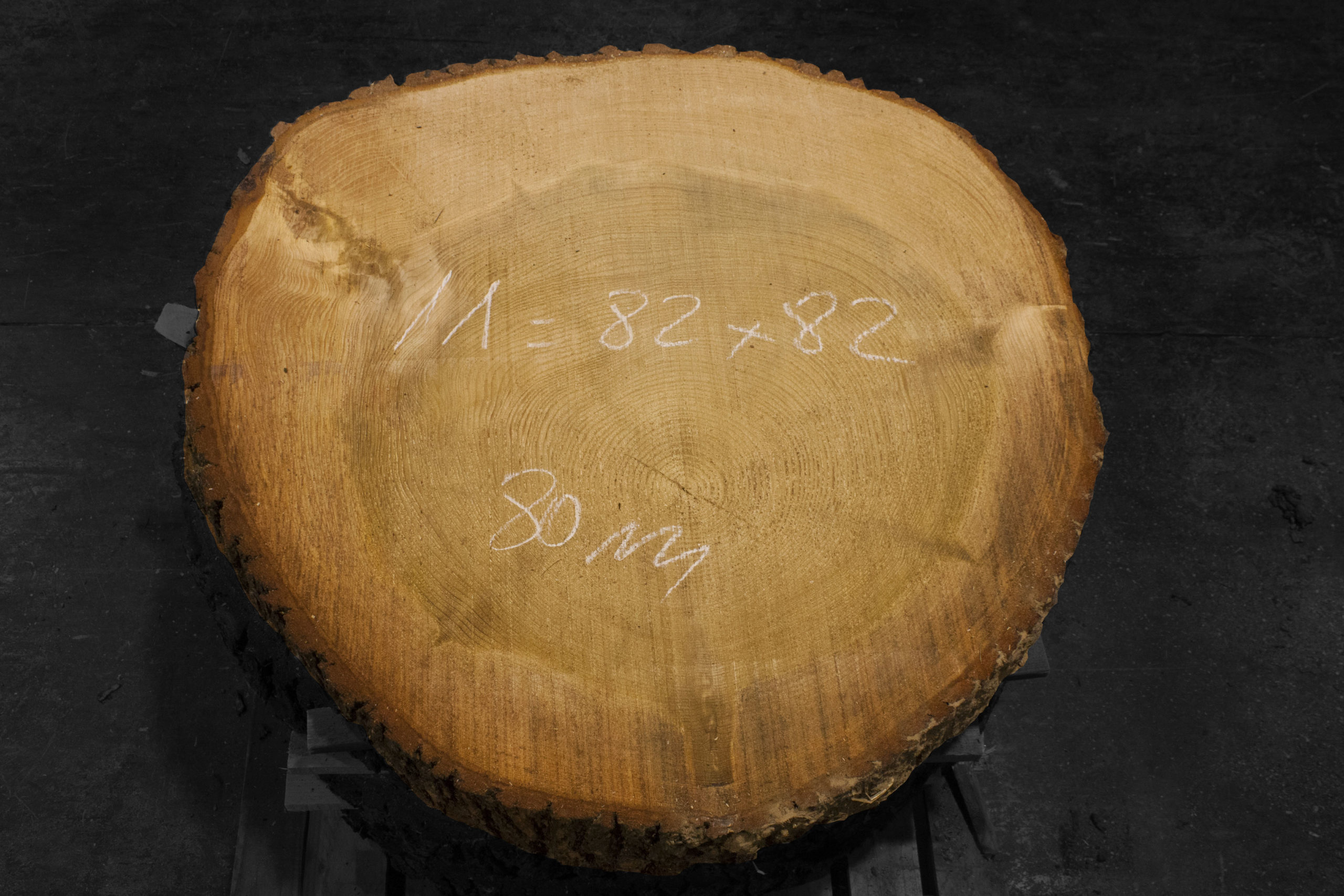 Rodaja de madera maciza de Cedro del Líbano nº 11