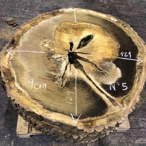 Roble, rodaja nº 05