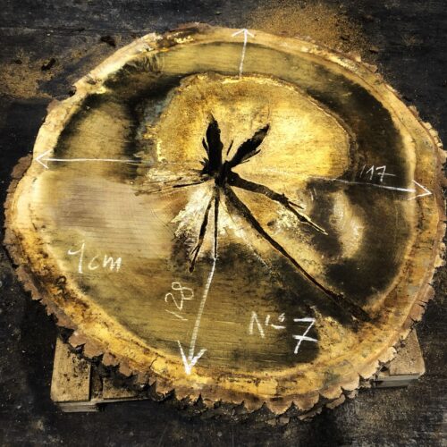 Roble, rodaja nº 07