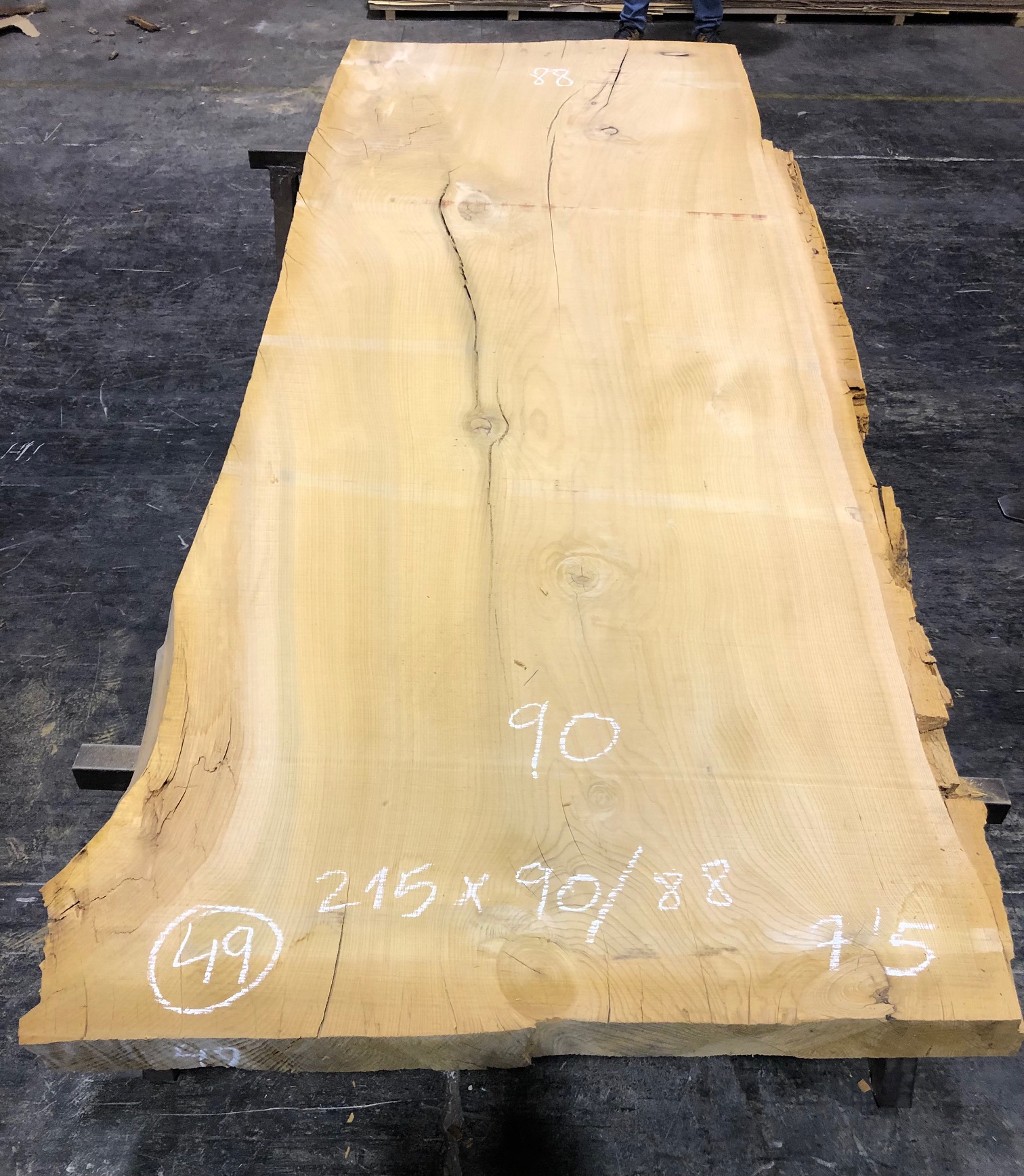 Cedro del Líbano nº 49