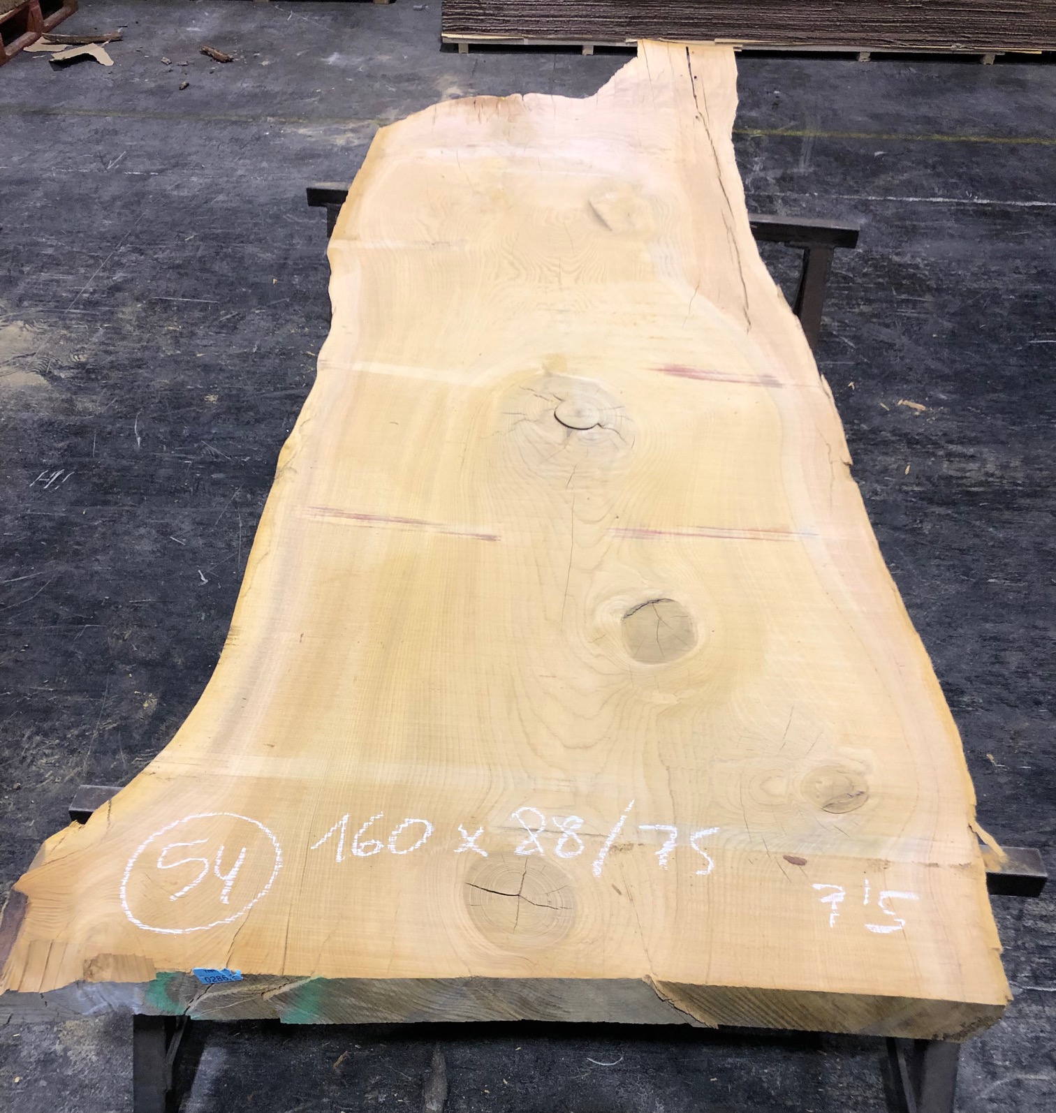 Cedro del Líbano nº 54