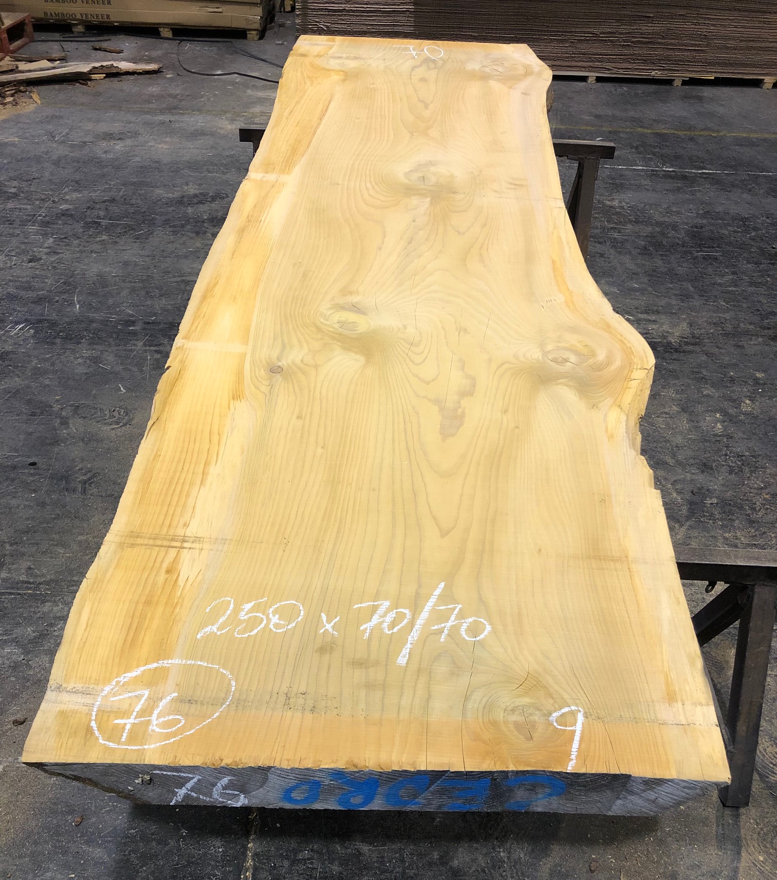 Cedro del Líbano nº 76