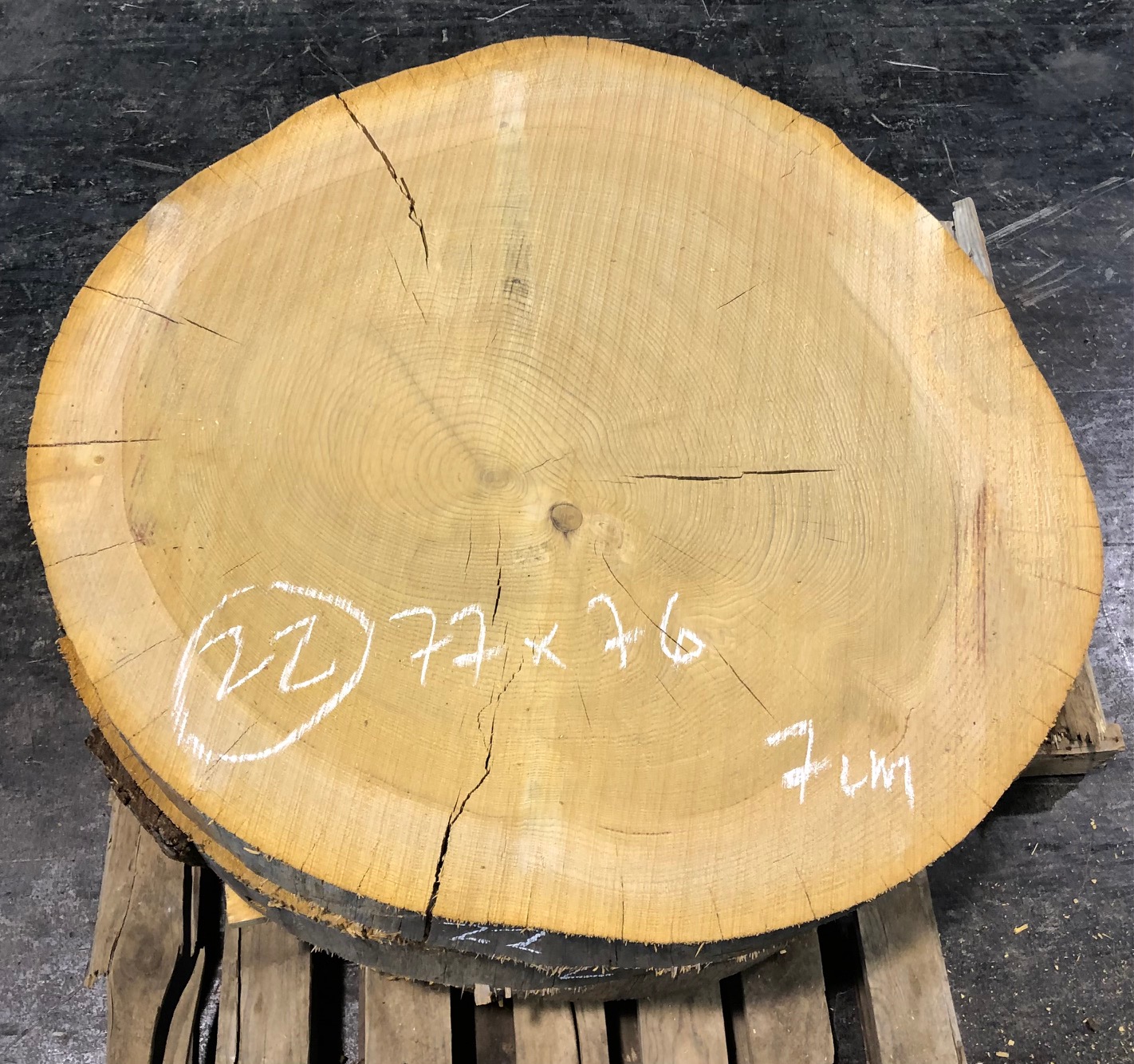 Cedro del Líbano, rodaja nº 22