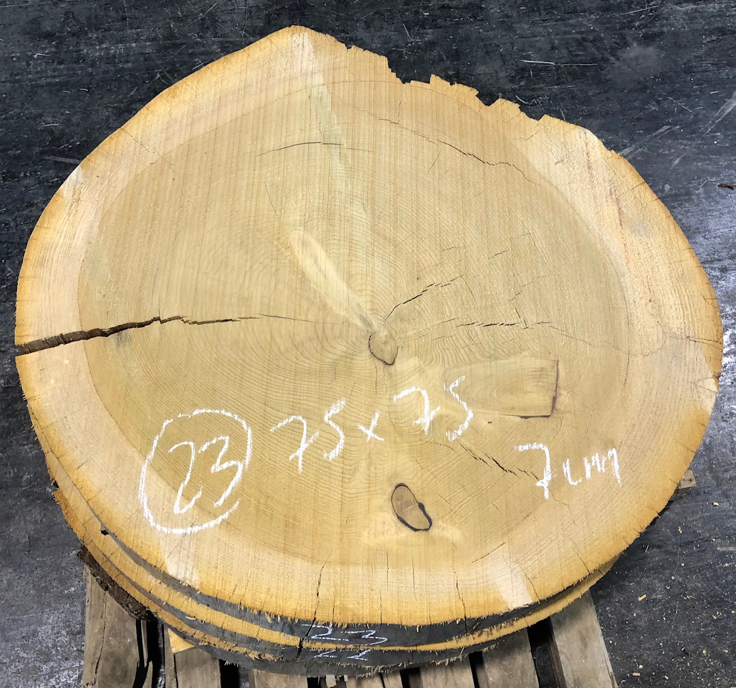 Cedro del Líbano, rodaja nº 23