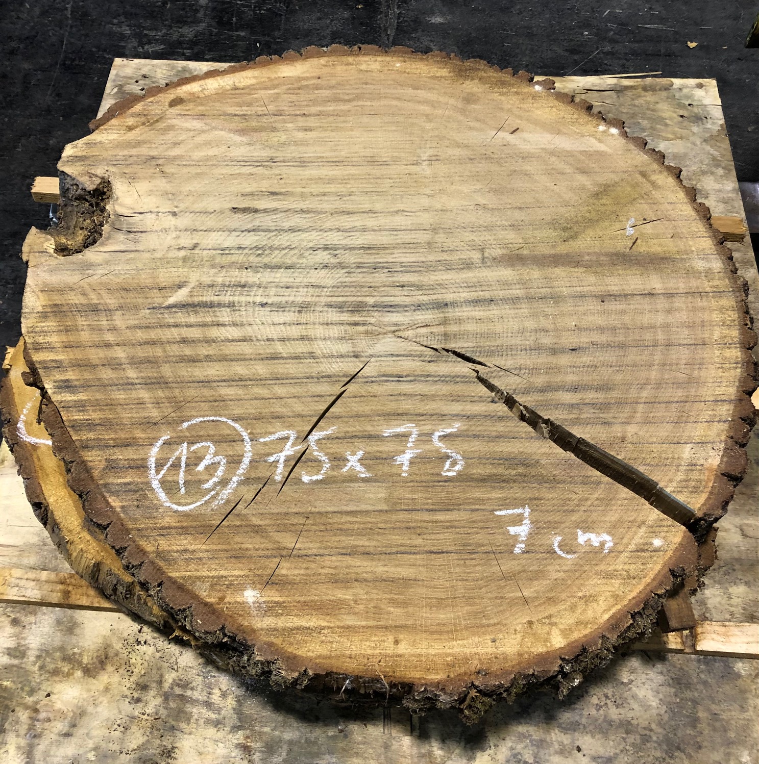 Roble, rodaja nº 13