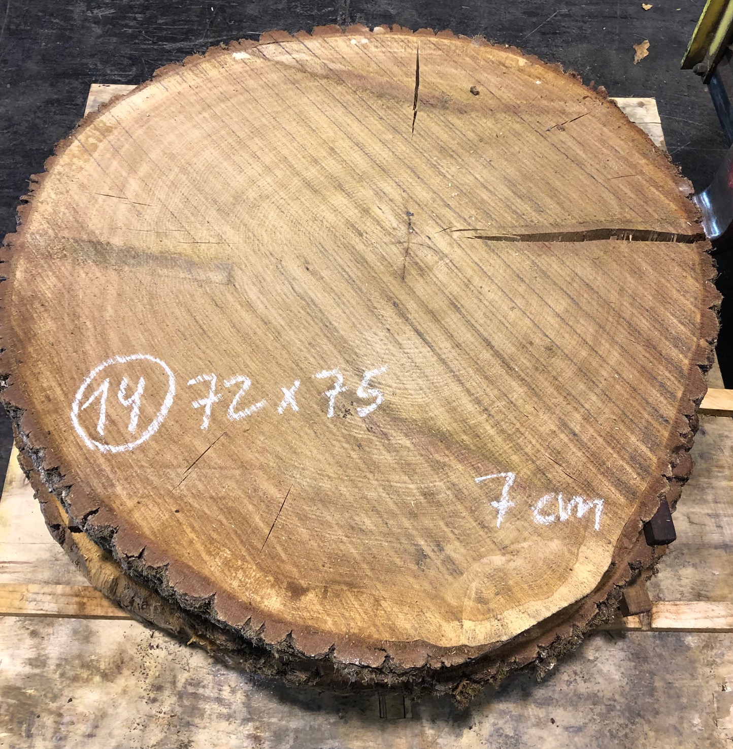 Roble, rodaja nº 14