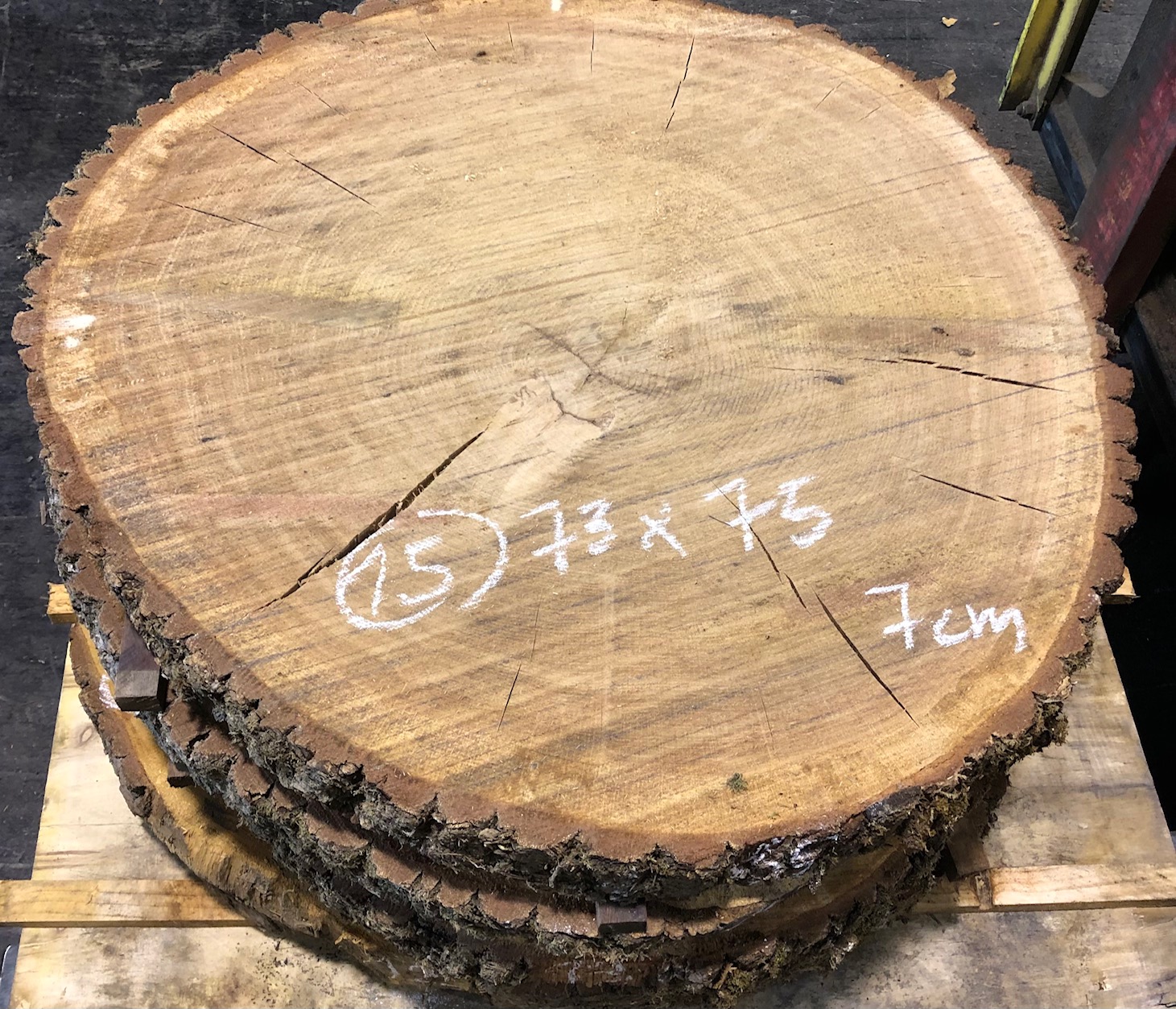 Roble, rodaja nº 15