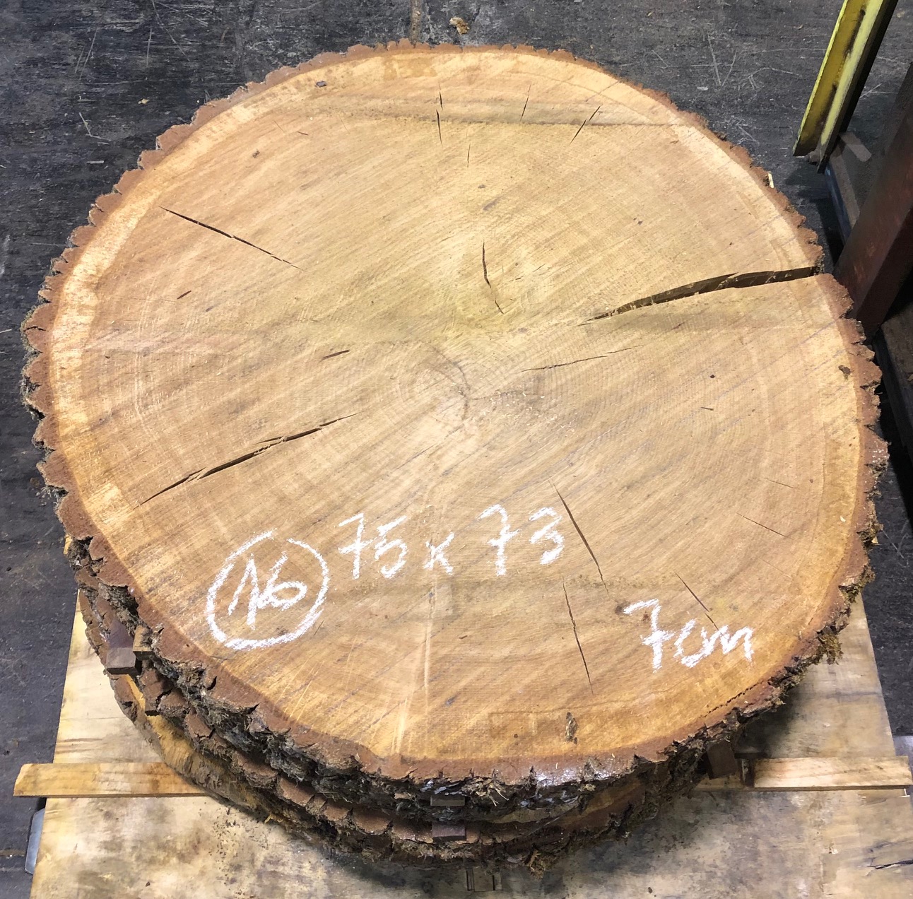 Roble, rodaja nº 16