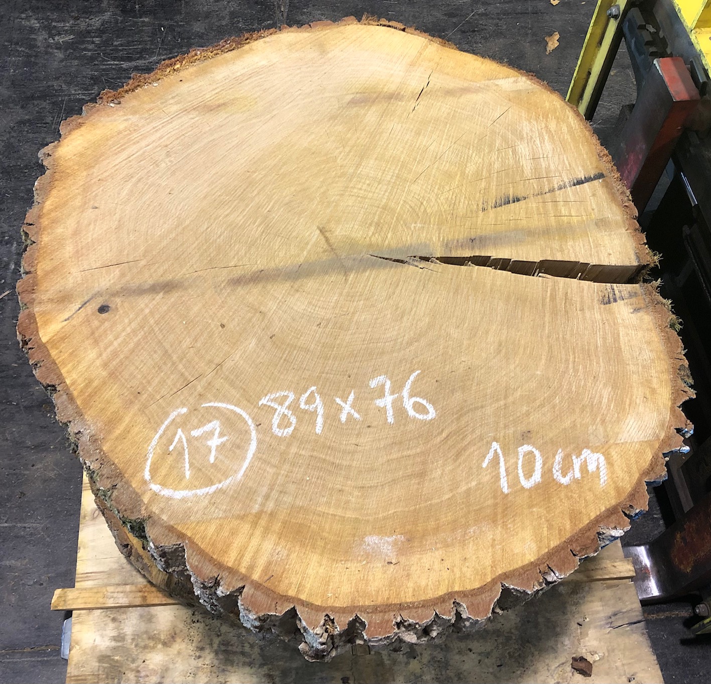 Roble, rodaja nº 17