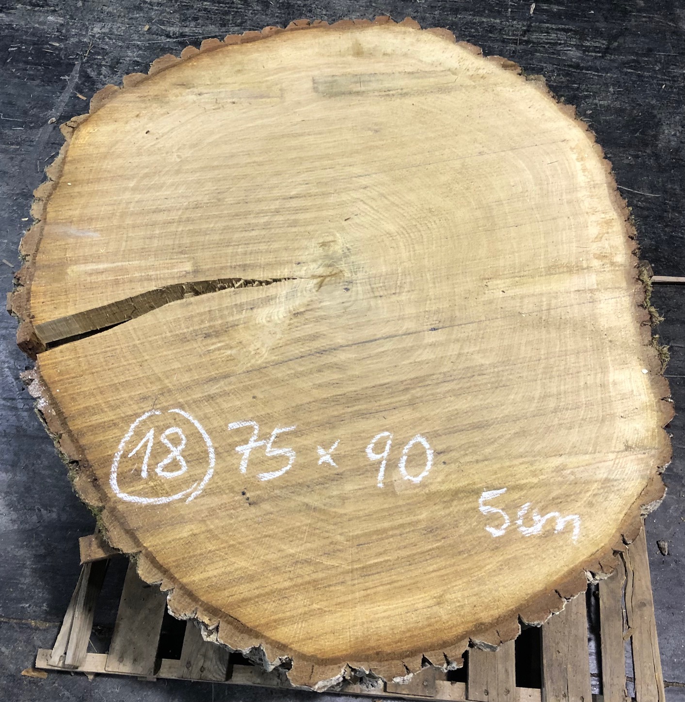 Roble, rodaja nº 18