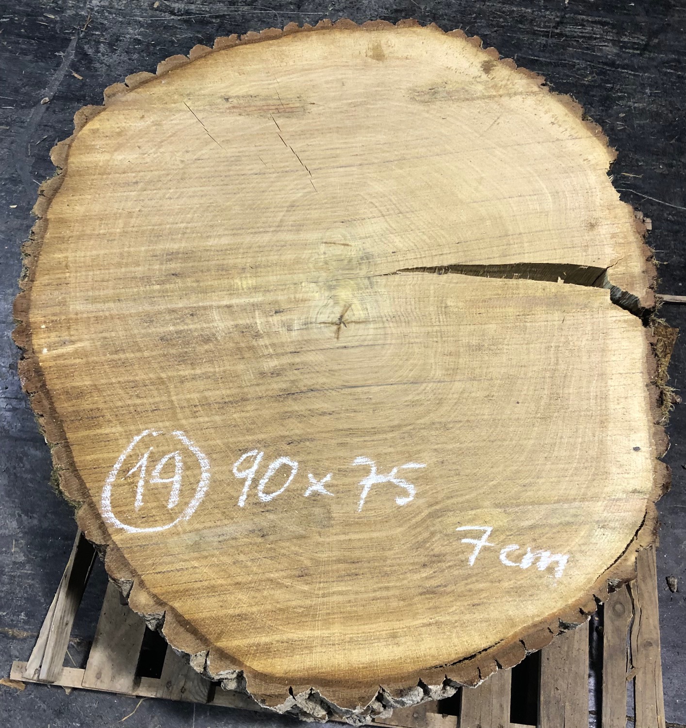 Roble, rodaja nº 19