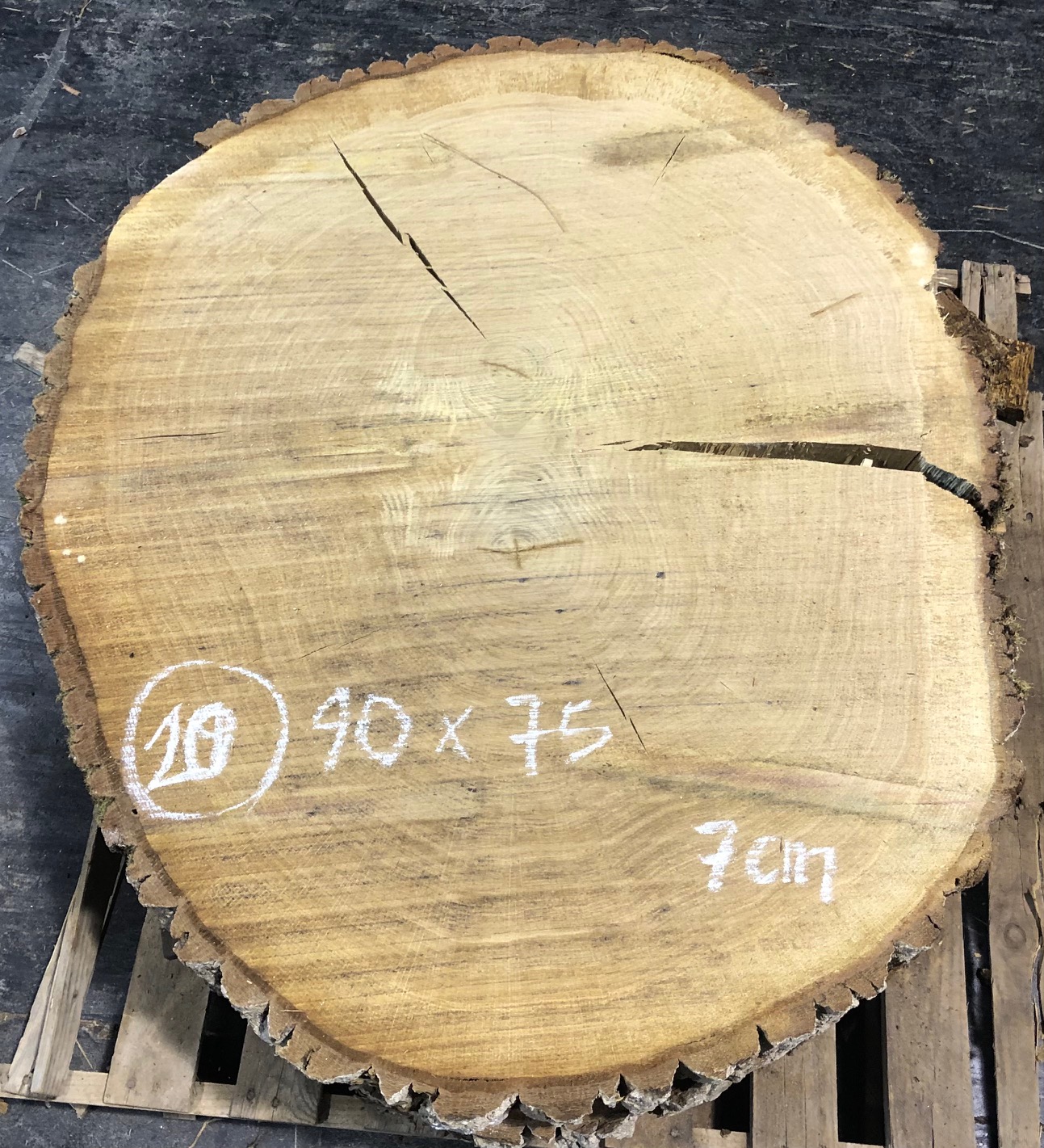 Roble, rodaja nº 20