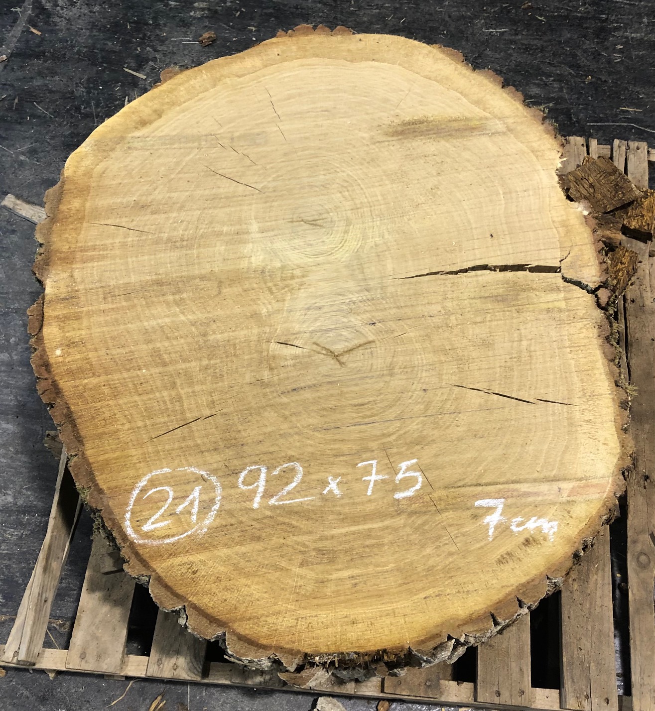 Roble, rodaja nº 21