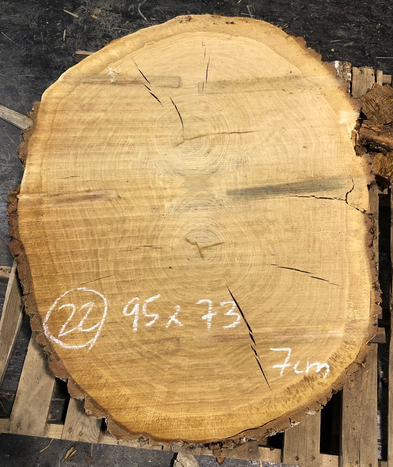 Roble, rodaja nº 22