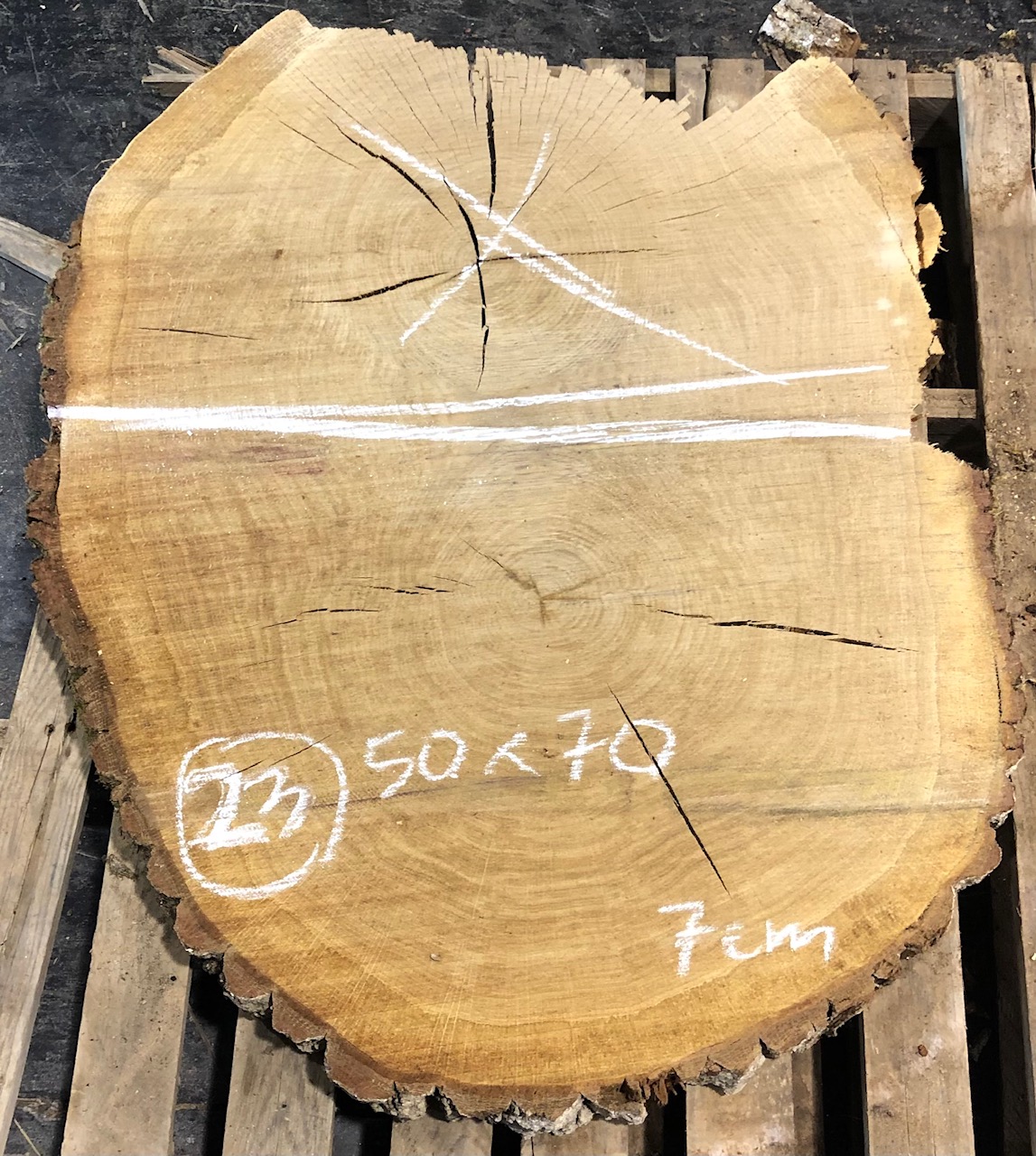 Roble, rodaja nº 23