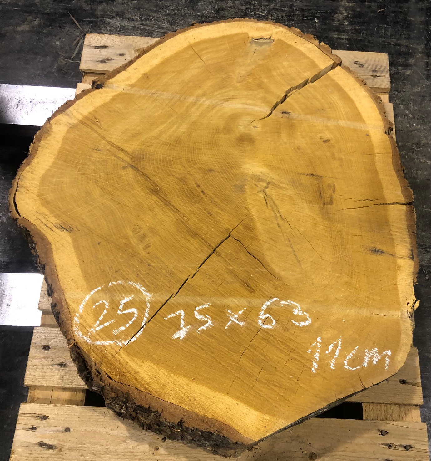 Roble, rodaja nº 25