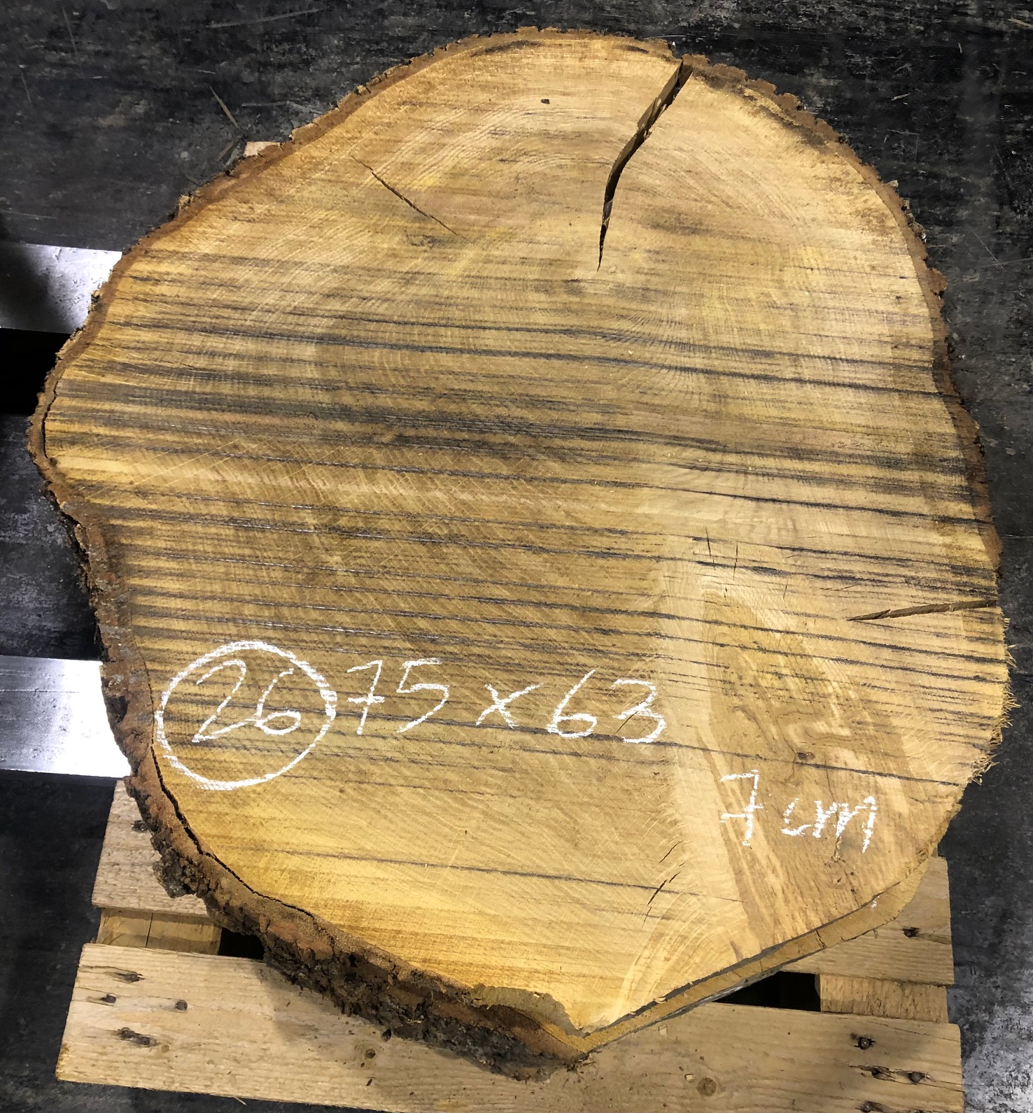 Roble, rodaja nº 26