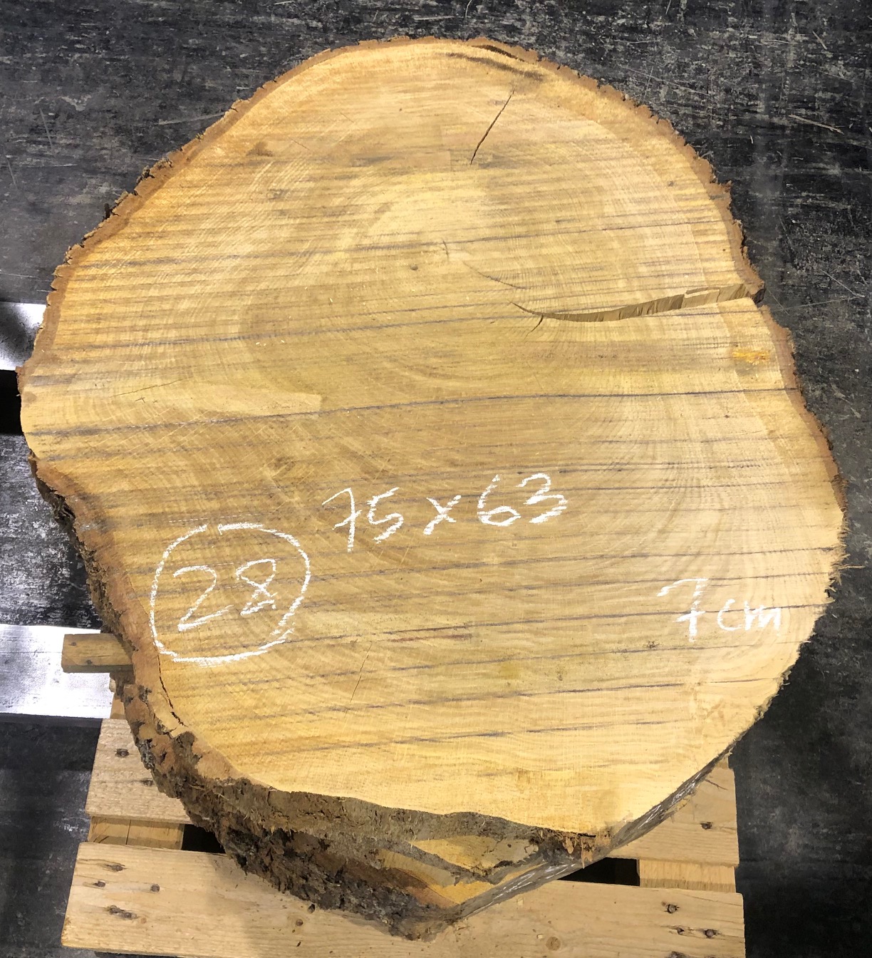 Roble, rodaja nº 28