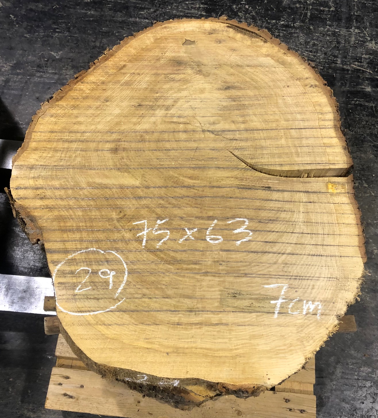 Roble, rodaja nº 29