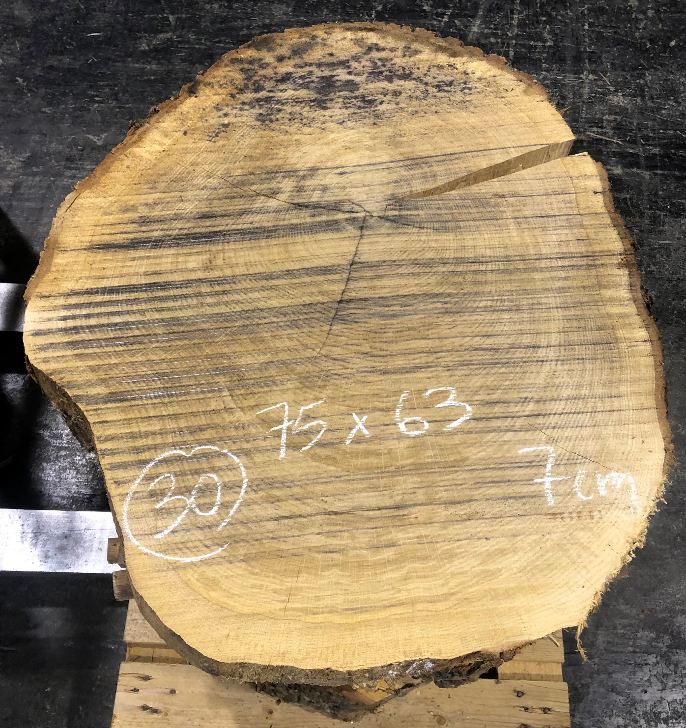 Roble, rodaja nº 30