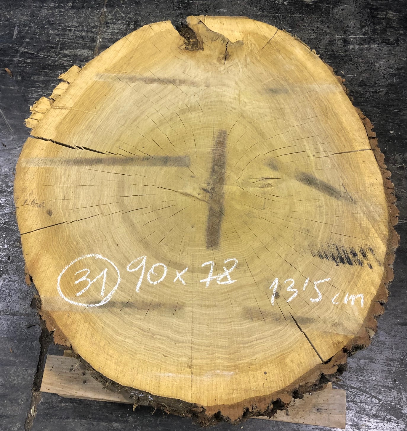 Roble, rodaja nº 31