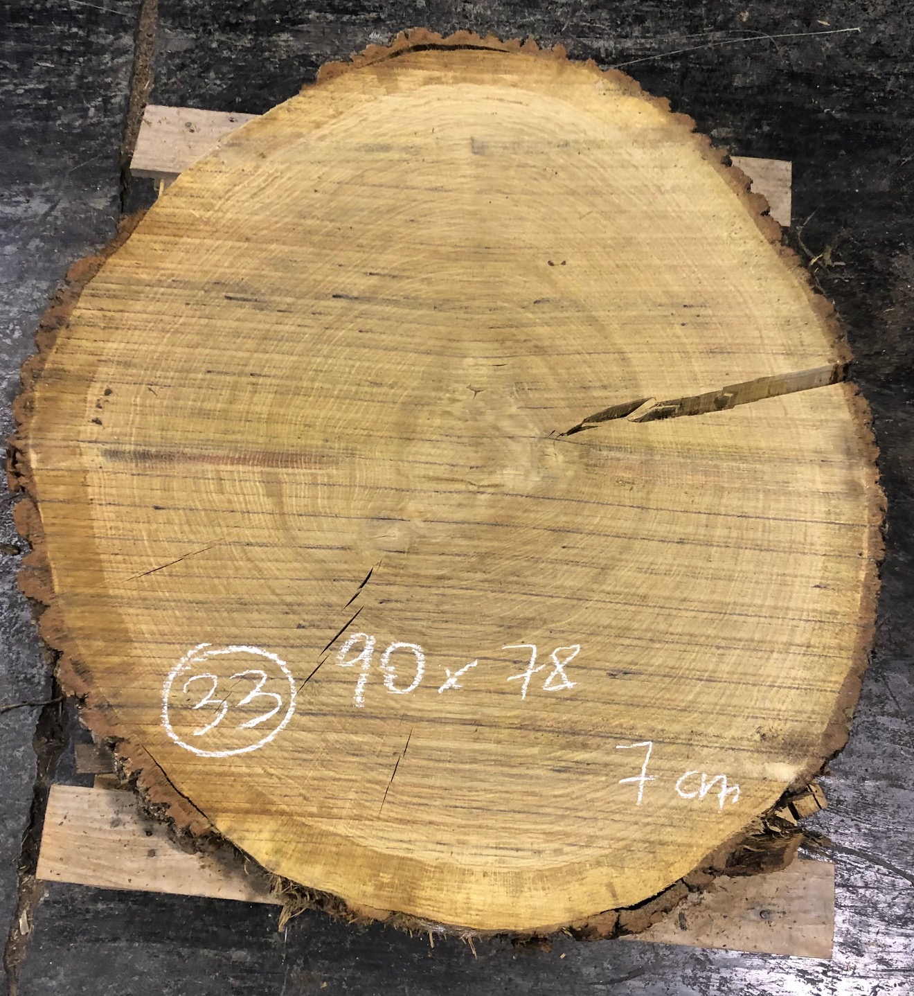 Roble, rodaja nº 33